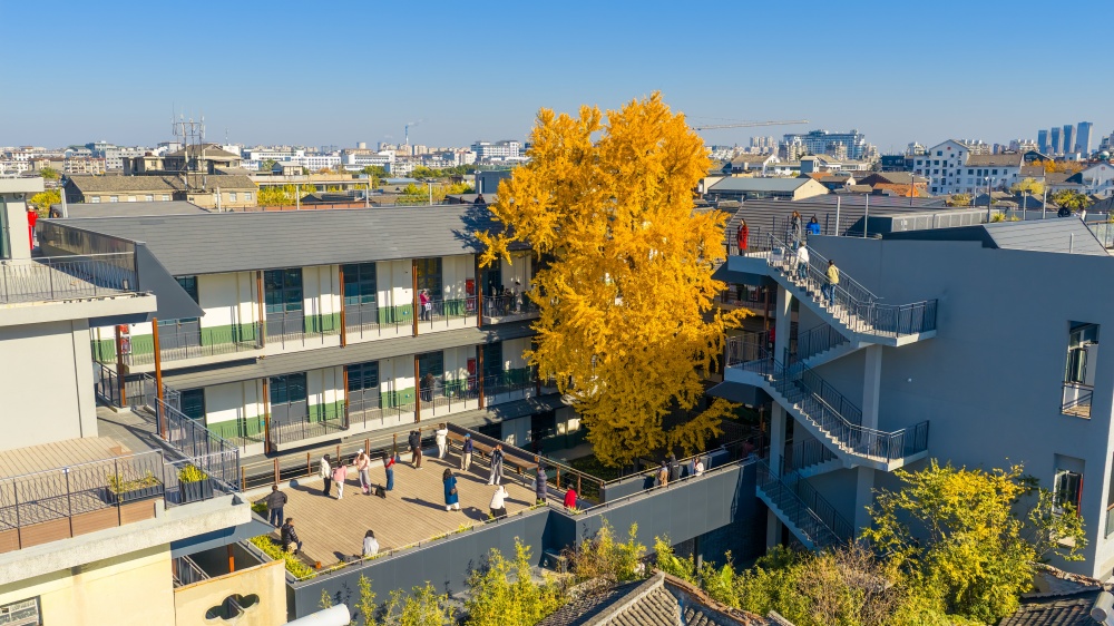 揚建故事丨揚州市蘇唱街1號煥新記：254歲古銀杏下的匠心攻堅